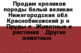 Продам кроликов породы белый великан - Нижегородская обл., Краснобаковский р-н, Пруды п. Животные и растения » Другие животные   